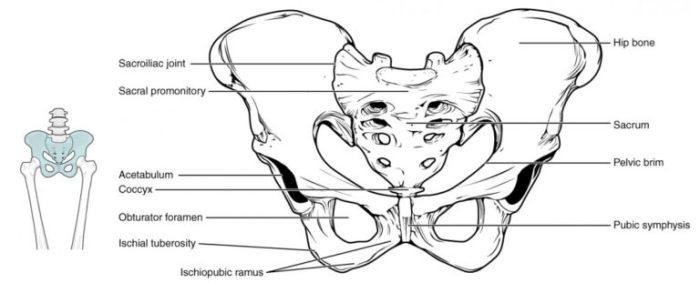 Label the image of the pelvic girdle