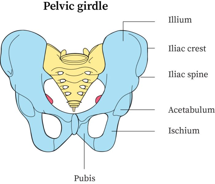 Label the image of the pelvic girdle