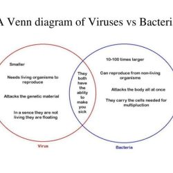 Bacteria venn viruses