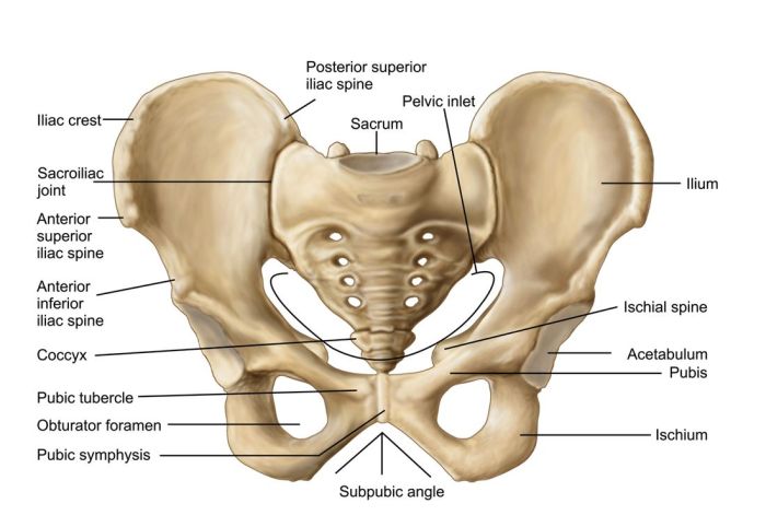 Pelvic girdle anatomy bone limb lower physiology skeletal bones system quiz joints upper previous musculoskeletal muscles